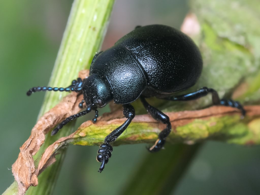 Timarcha goettingensis (Linnaeus, 1758)